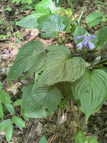 Hosta