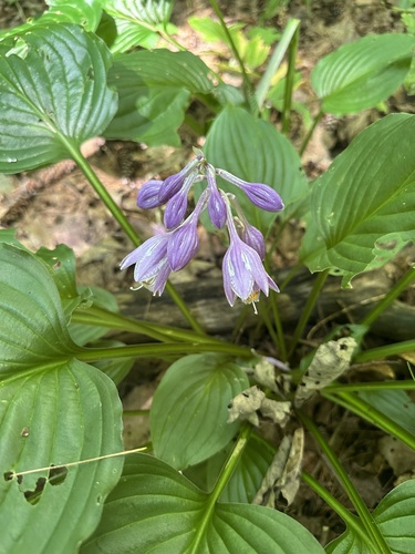 Hosta ventricosa, photograph 3
