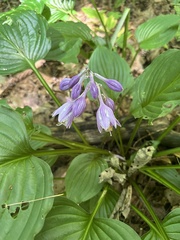 author not stated, no rights reserved Hosta ventricosa, photograph author not stated, no rights reserved
