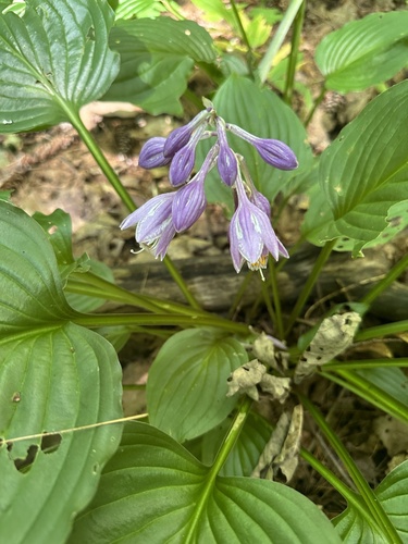 Hosta ventricosa, photograph 4