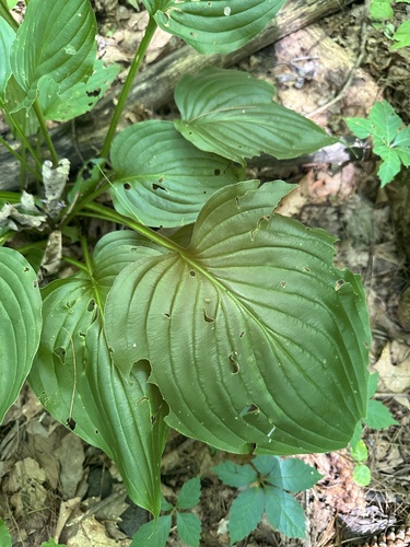 Hosta ventricosa, photograph 5