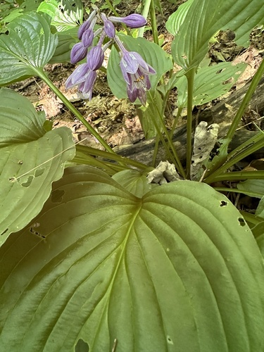 Hosta ventricosa, photograph 6