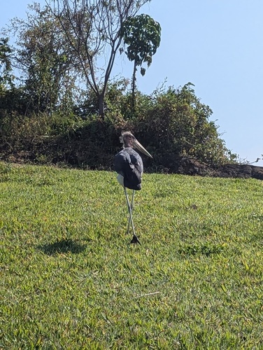 Marabou Stork