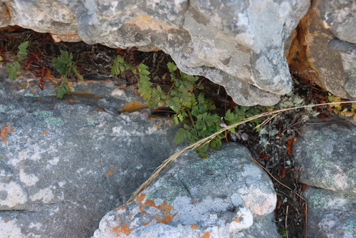 Davallia chaerophylloides, photograph 3