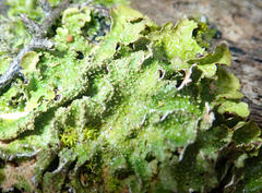 Pseudocyphellaria wilkinsii