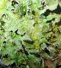 Pseudocyphellaria wilkinsii