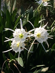Hymenocallis coronaria