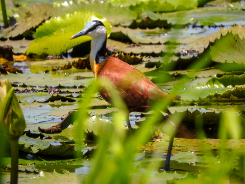 African Jacana