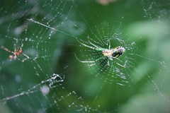 Leucauge venusta