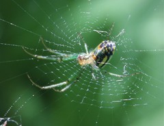 Leucauge venusta