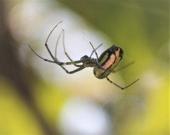 Leucauge venusta