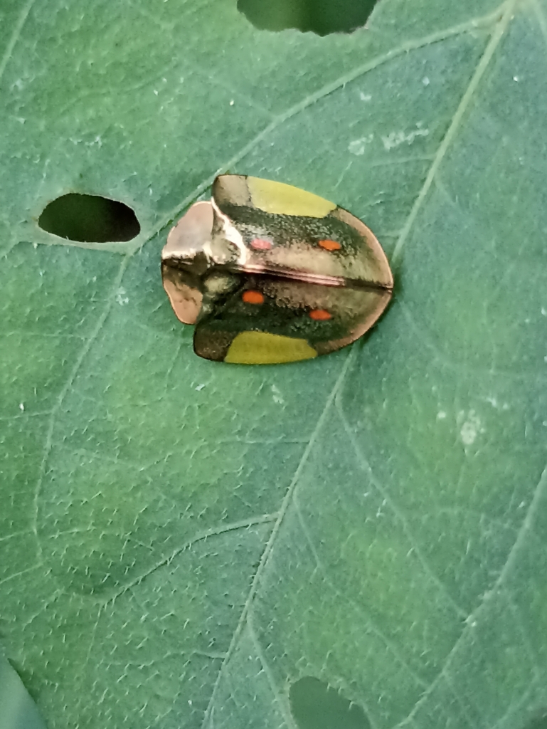 Cyrtonota serinus