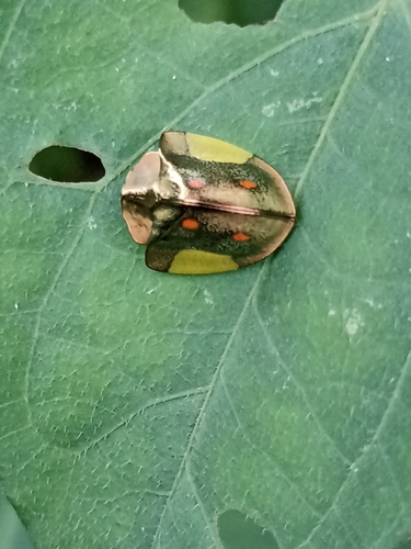 Cyrtonota serinus