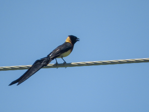 Eastern Paradise-Whydah