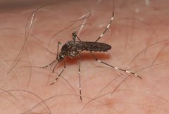 Aedes alboannulatus