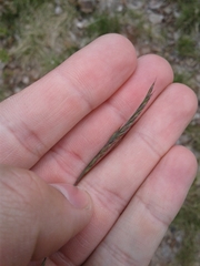 Festuca filiformis