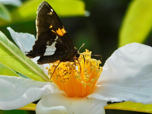 Silver-spotted skipper