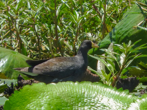 Lesser Moorhen