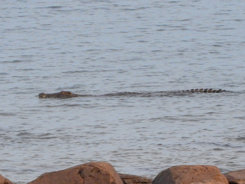 Southern African Crocodile