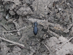 Dromochorus belfragei