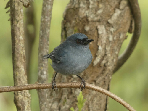 Bluish Flowerpiercer (Diglossa caerulescens), photo 7