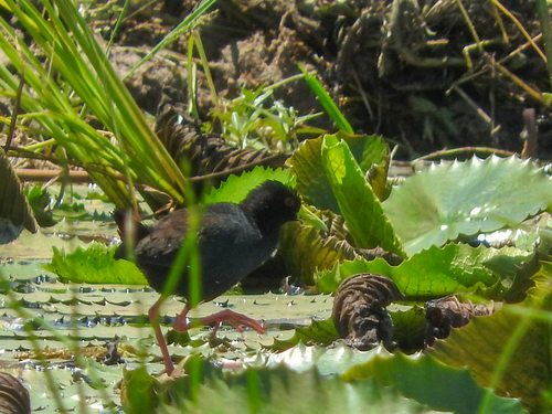 Black Crake