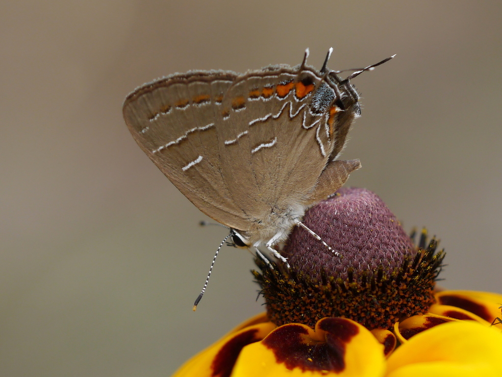 Soapberry Hairstreak