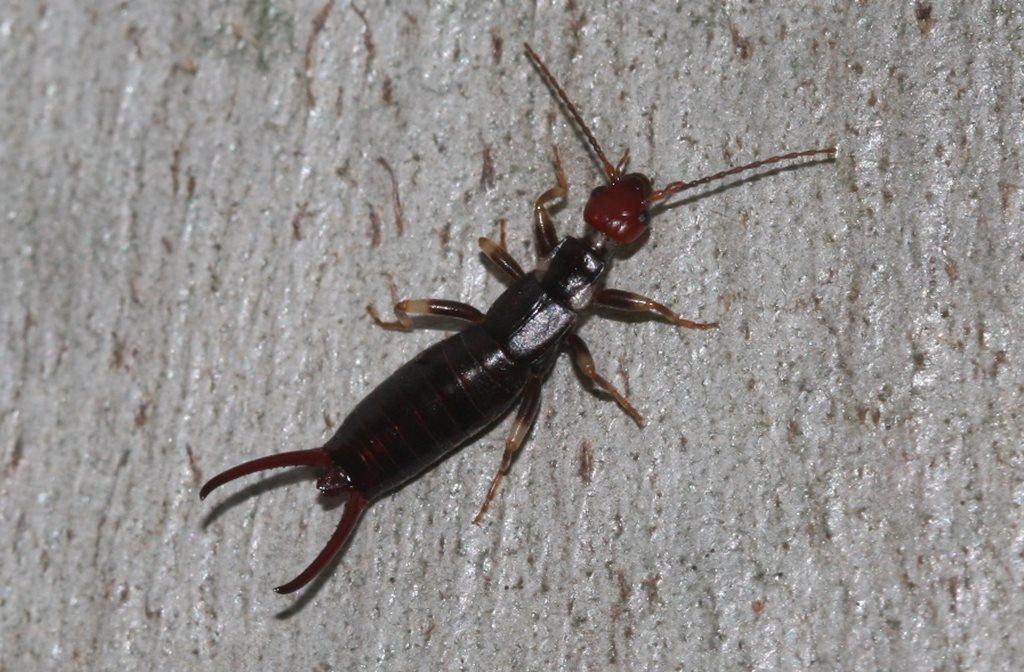 Nesogastrinae