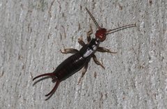 Nesogaster ruficeps