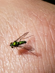 Condylostylus comatus