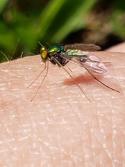 Condylostylus comatus