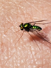 Condylostylus comatus