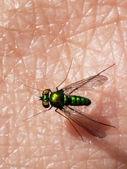 Condylostylus comatus