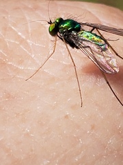 Condylostylus comatus