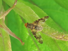 Oxyna parietina