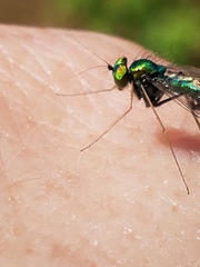 Condylostylus comatus