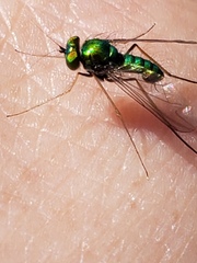 Condylostylus comatus