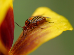 Calocoris barberi