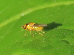 Thaumatomyia notata