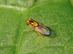 Thaumatomyia notata