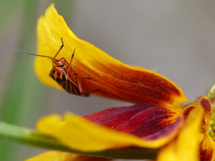 Calocoris barberi