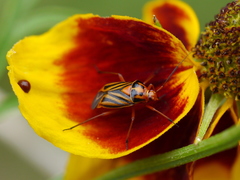 Calocoris barberi