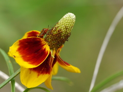 Calocoris barberi