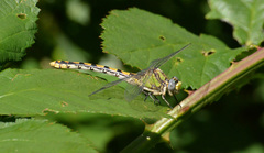Ophiogomphus occidentis