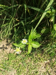 Lantana achyranthifolia