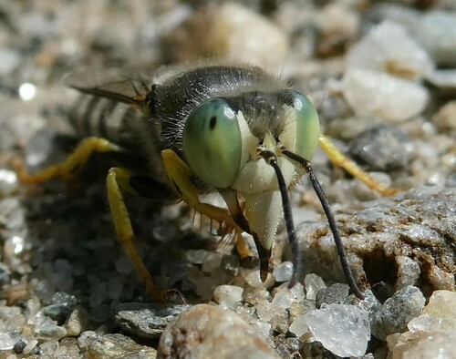 American Sand Wasp photo 5