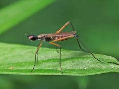 Micropeza corrigiolata