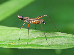 Micropeza corrigiolata