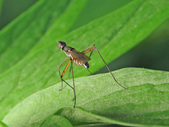 Micropeza corrigiolata