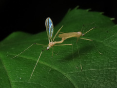 Cheilotrichia imbuta